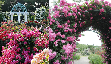 Vườn hoa hồng Keisei