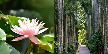 Parc Churayashi Okinawa - Jardins botaniques du sud-est