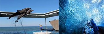 上越市立水族博物館 日本海的故事